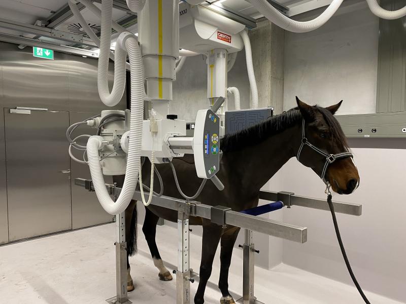 Stationäres Röntgensystem für die Pferdeklinik